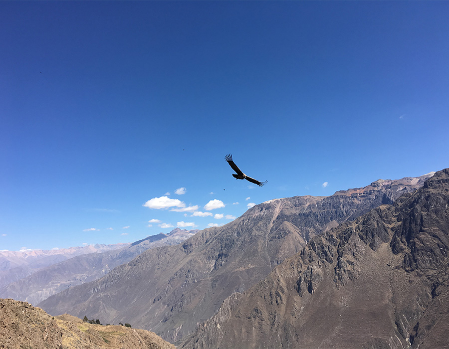 condor-arequipa